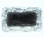 agar_01