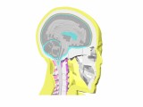 thums_version_4_head_of_adult_male