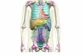 thums_version_4_internal_organs_of_adult_male